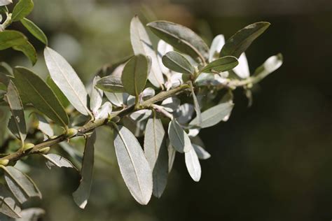 銀柳 植物|银柳（杨柳科柳属植物）